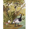 Etude d'oiseaux