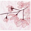 Fleurs dentelle