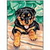 Chiot Beauceron