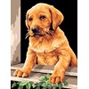 Chiot