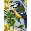 Blue Tit