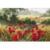 A Host Of Poppies