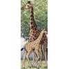 Girafes