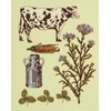Gravure champêtre: La vache