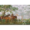 Mares & Foals