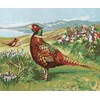 Pheasant