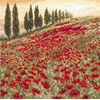 Poppy Field