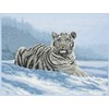 Siberian Tiger