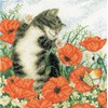 CHAT ET COQUELICOTS