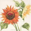 Sunshine 2-Sunflowers