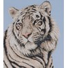 Siberian Study