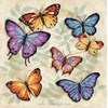butterfly profusion