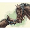 mother and colt