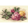 rose cuttings