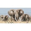 Les Eléphants
