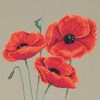 Poppies