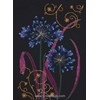 Ornamental Agapanthus