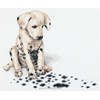 Dalmatien