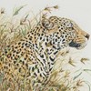 Leopard Safari