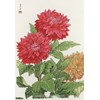 Dahlia