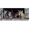 barnyard kitties d.bovey