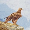 The eye of the Eagle