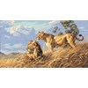 broderie au point de croix African Lions - Dimensions - Dimensions