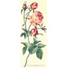 Canevas Roses - SEG - SEG