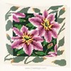 Clematites - Margot - Margot