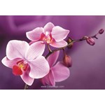 Broderie diamant branch of orchids - Wizardi