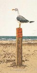Seagull sur lin modèle Thea Gouverneur au point de croix