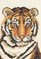 Portrait de tigre broderie point croix - Anchor
