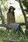 Laine woolly de dmc - 100% mérinos art-488