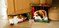 Coussin Vervaco au point de croix chien dormant sur étagère