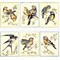 Kit canevas SEG oiseaux - lot de 6 assortis