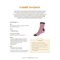 Livre Tricoter ses chaussettes - toutes les techniques - Librairie Créative