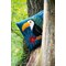 Coussin toucan au point de croix - Vervaco