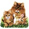 Kit tapis point noué famille de chats de Vervaco