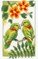 Broderie mini kit les oiseaux verts - lot de 3 - Vervaco