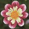 Broderie diamant - La marguerite - Diamond Dotz