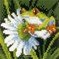 Broderie miniature Vervaco jolies grenouilles - lot de 3