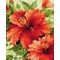 Broderie Fleurs et Plantes - Hibiscus - RIOLIS