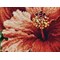 Broderie Fleurs et Plantes - Hibiscus - RIOLIS