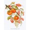 Broderie Fleurs et Plantes - Sunny Persimmon - RIOLIS