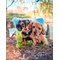 Coussins Point Noue - Chiens basset - Vervaco