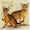 Modèle broderie point de croix chats abyssiniens de RIOLIS