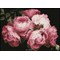 Broderie diamant Squares - Vintage roses - Diamond Dotz