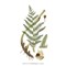 Livre Plantes tinctoriales - les reconnaitre les cueillir les utiliser - Librairie Créative