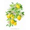 Broderie Fruits et légumes - Bright Lemons - RIOLIS