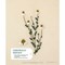 Livre Herbier brode - 33 plantes a broder - Librairie Créative